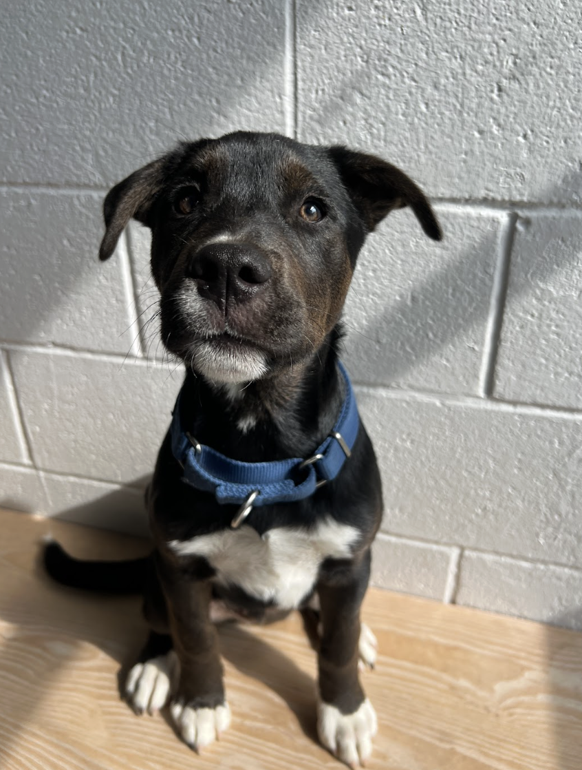 Screenshot 2026-04-03 at 2.16.10 PM.png