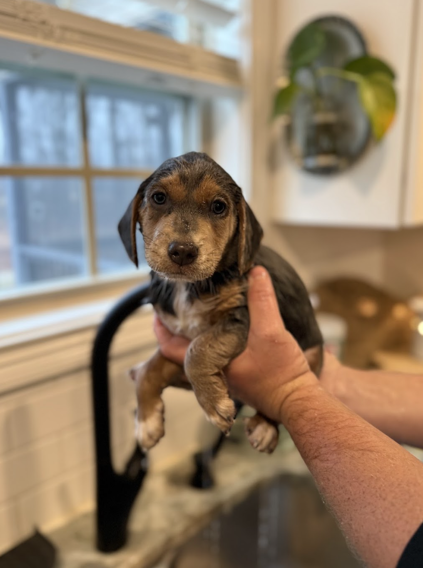 Screenshot 2026-02-24 at 12.33.56 PM.png