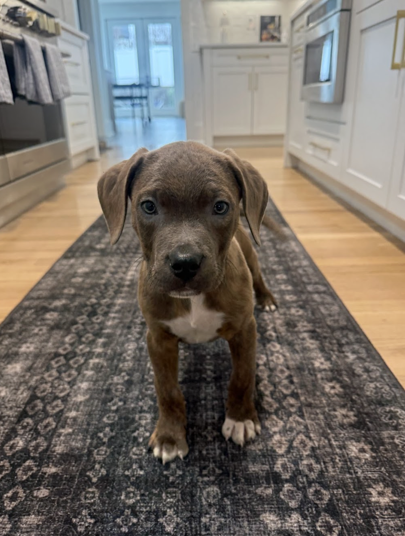 Screenshot 2026-02-06 at 12.08.40 PM.png