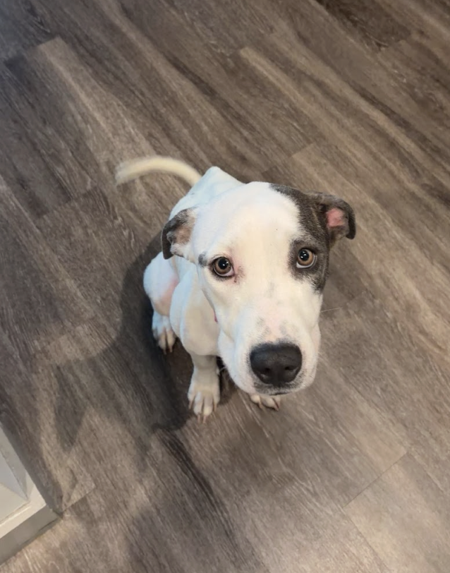 Screenshot 2026-04-14 at 6.20.22 PM.png