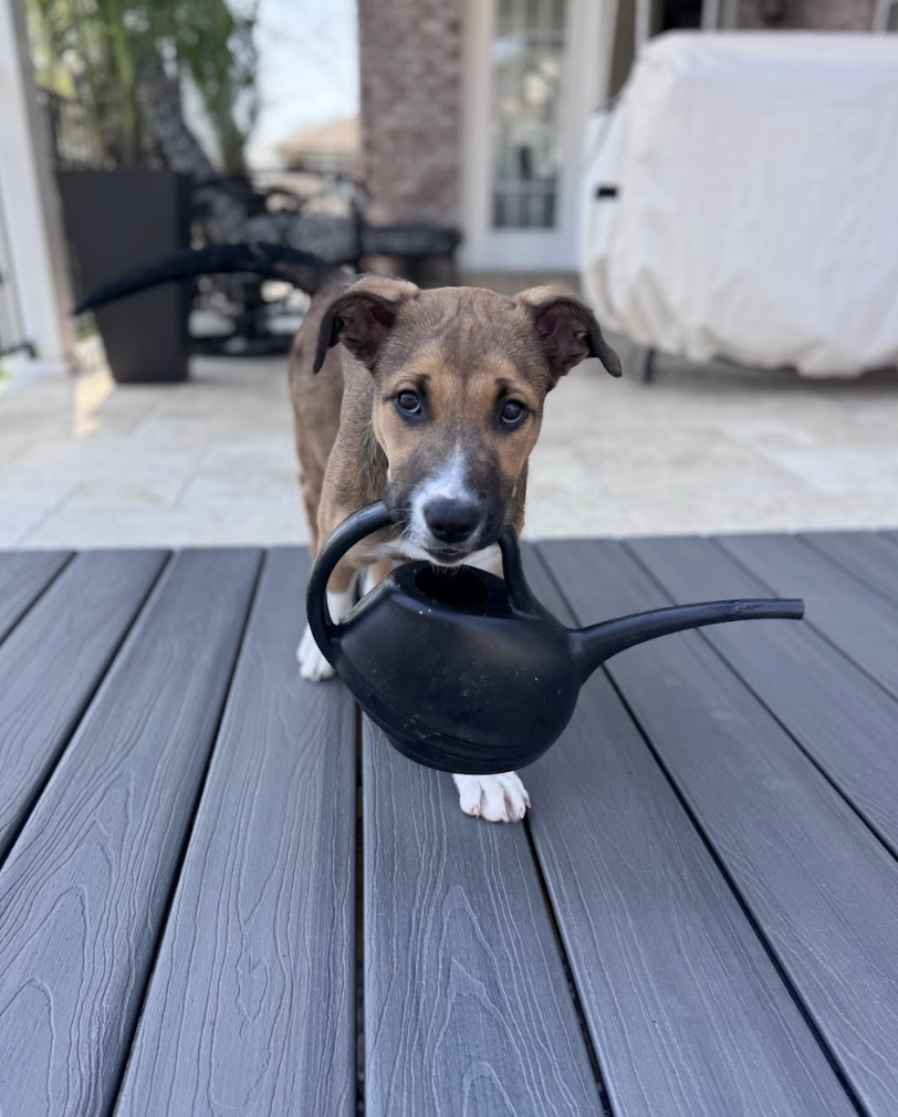 Screenshot 2026-04-03 at 2.12.18 PM.png