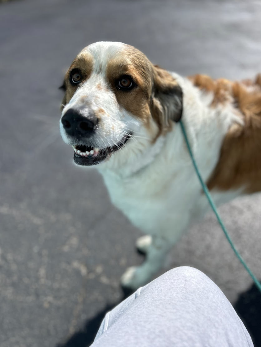 Screenshot 2026-03-18 at 4.21.00 PM.png