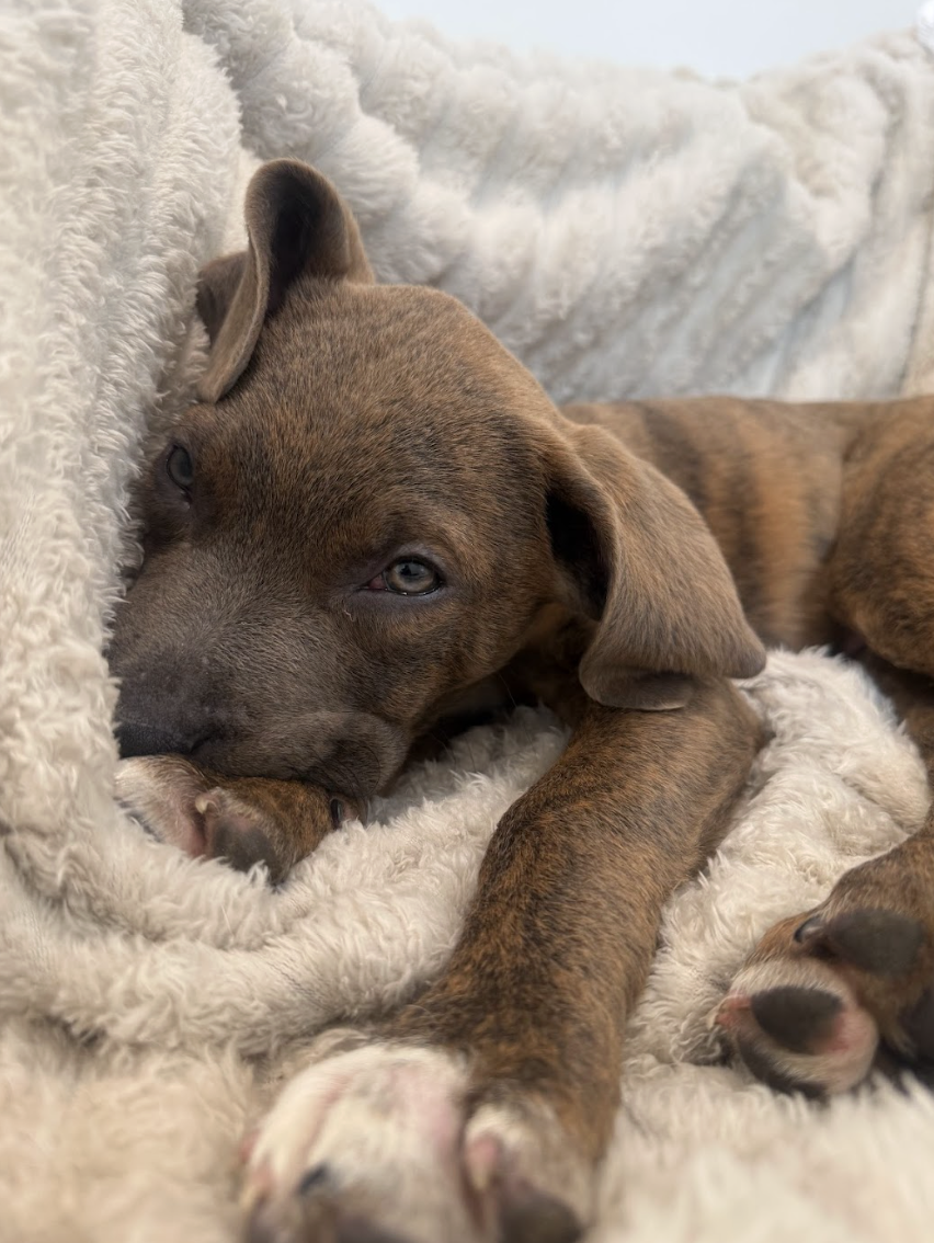 Screenshot 2026-02-20 at 3.52.49 PM.png