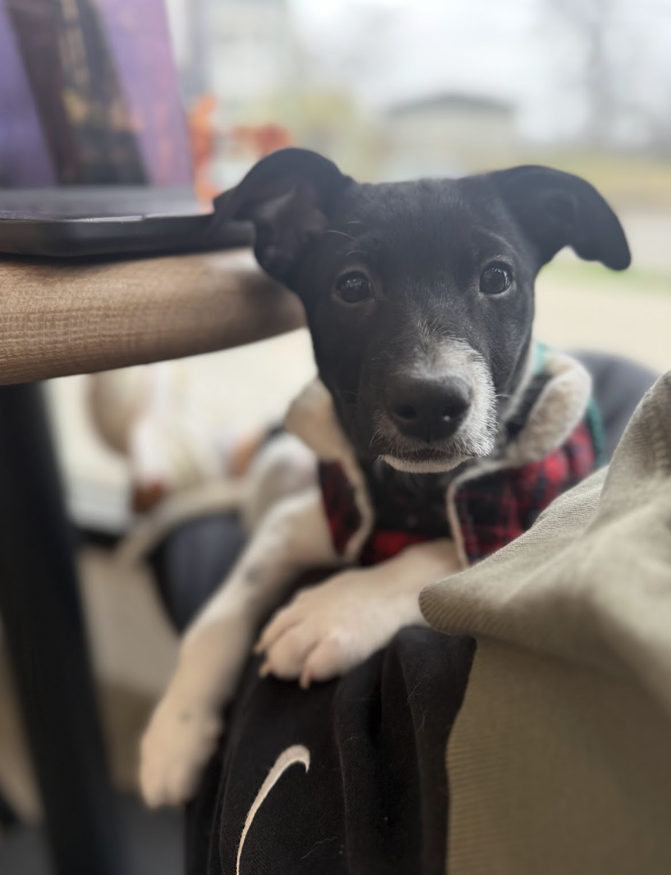 Screenshot 2025-12-26 at 4.41.44 PM.png