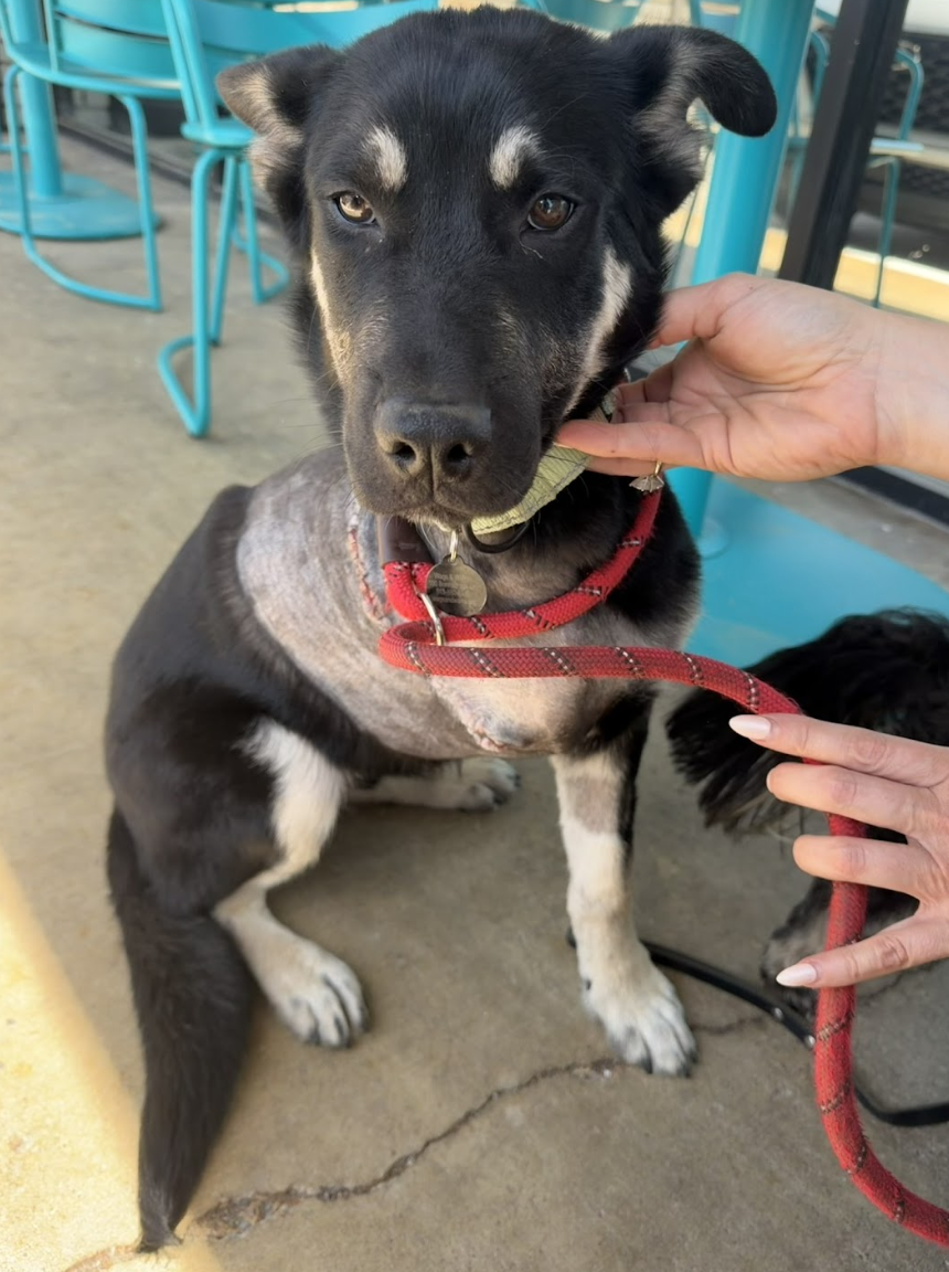 Screenshot 2026-04-09 at 1.51.59 PM.png