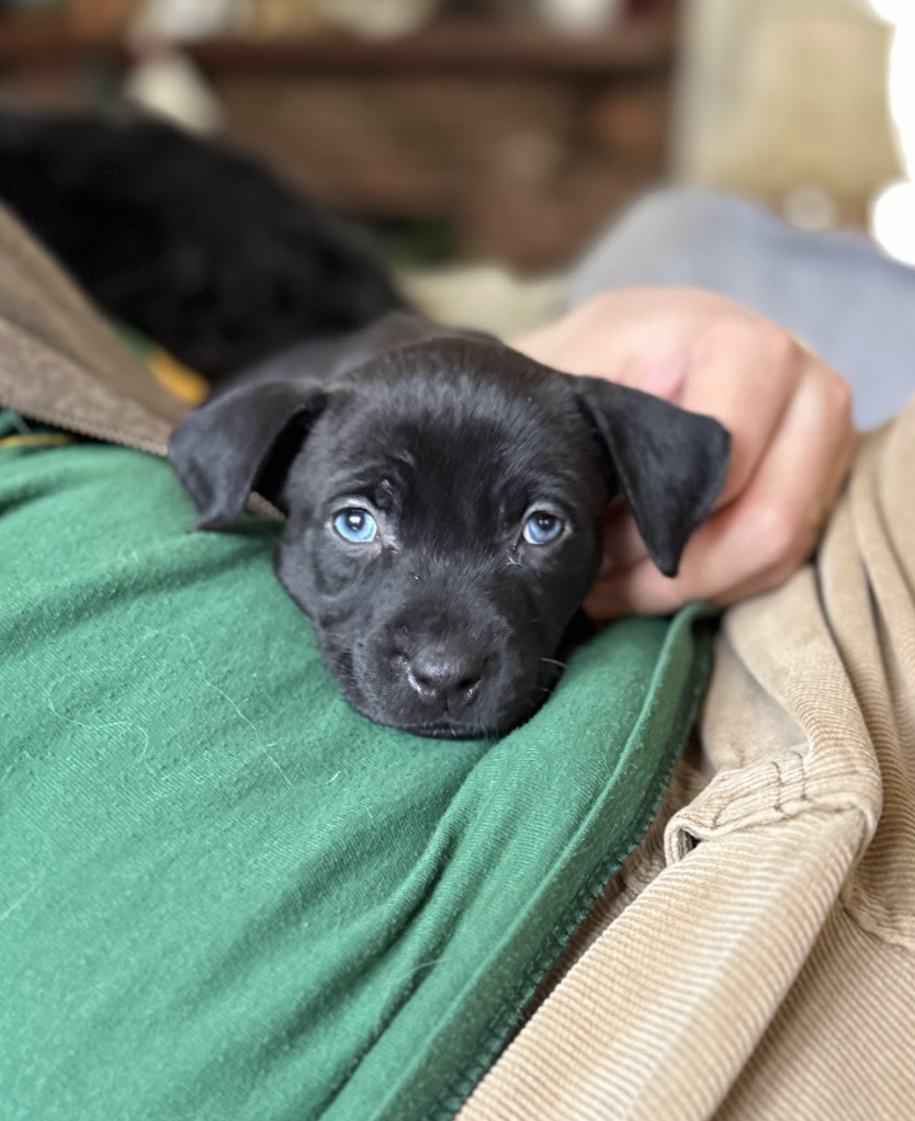 Screenshot 2026-02-13 at 4.34.50 PM.png