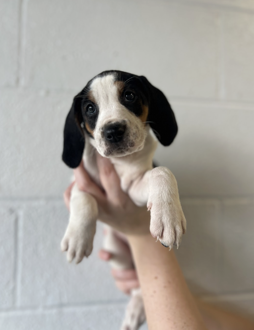 Screenshot 2025-12-18 at 4.23.40 PM.png