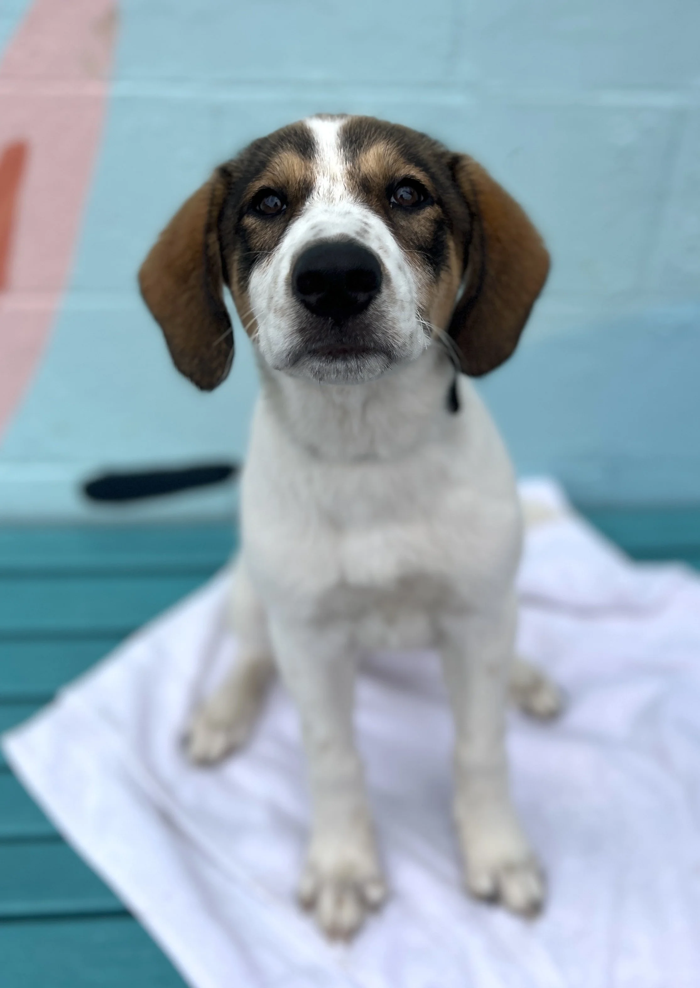 Dottie 1.jpg