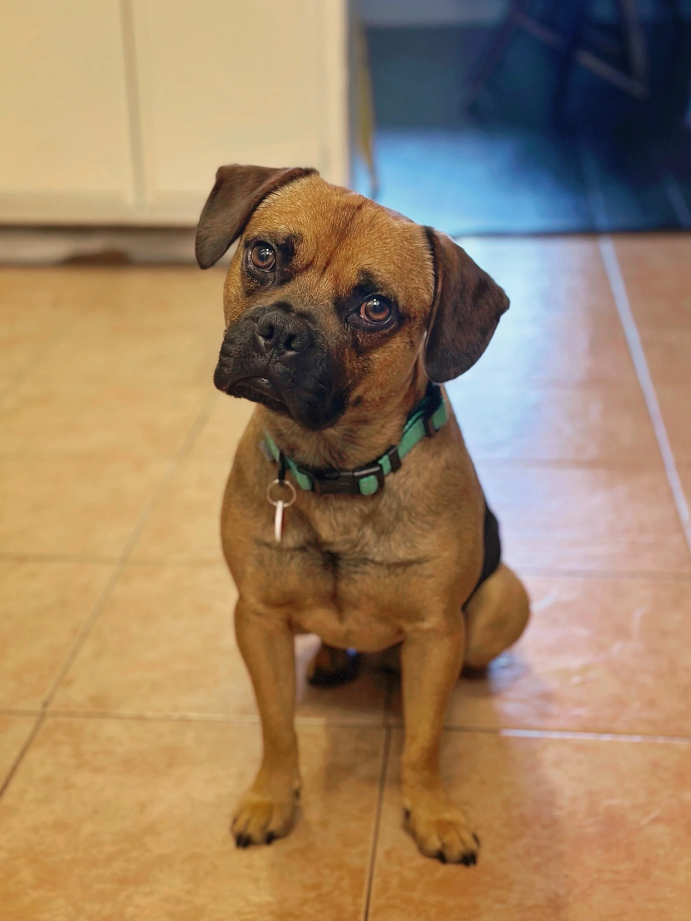 Pug