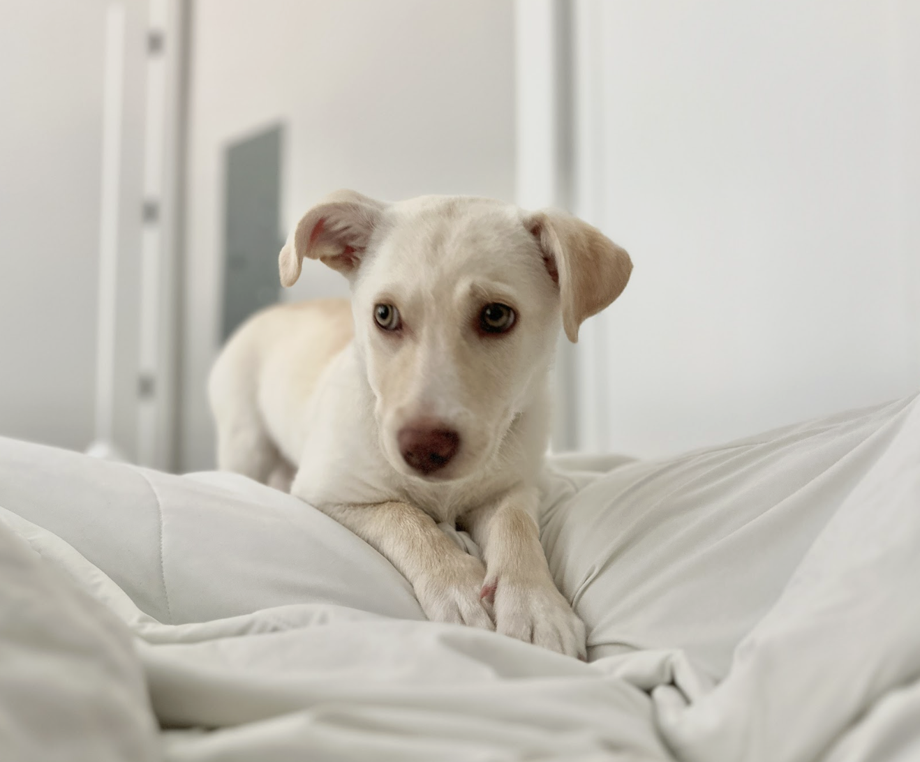 Screenshot 2026-04-03 at 2.39.23 PM.png