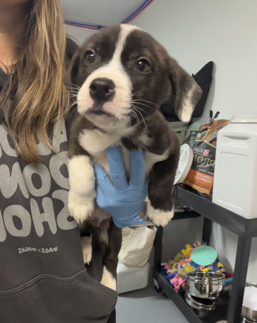 Screenshot 2026-02-05 at 3.05.19 PM.png