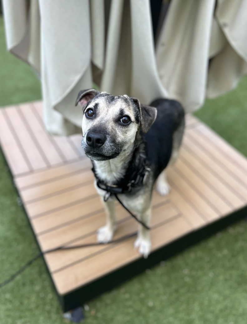 Screenshot 2026-04-16 at 7.16.42 PM.png