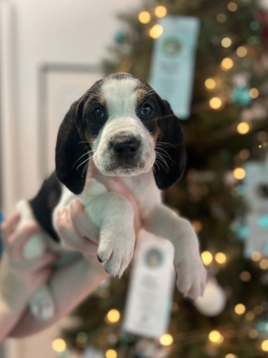 Screenshot 2025-12-18 at 4.23.56 PM.png