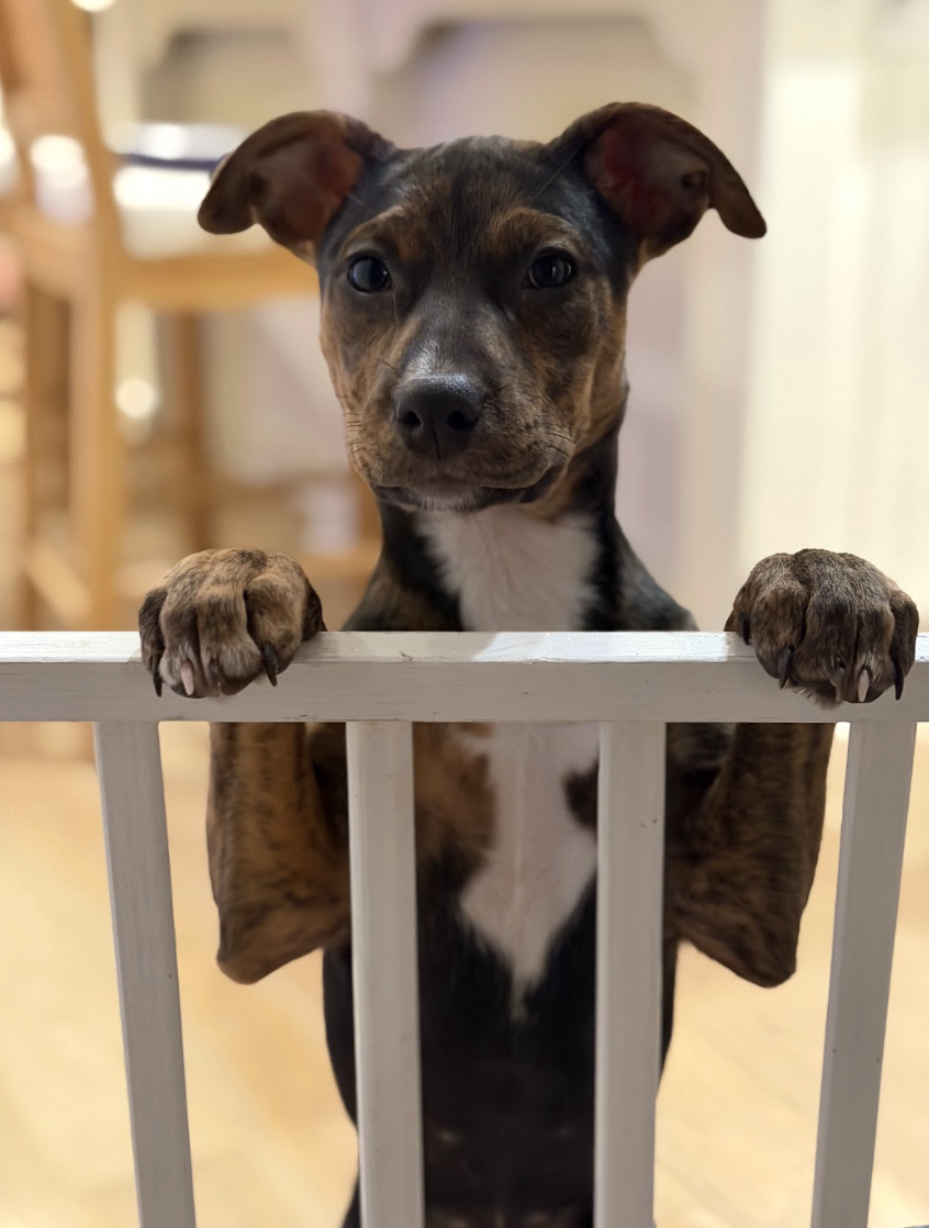 Screenshot 2026-01-08 at 1.49.46 PM.png