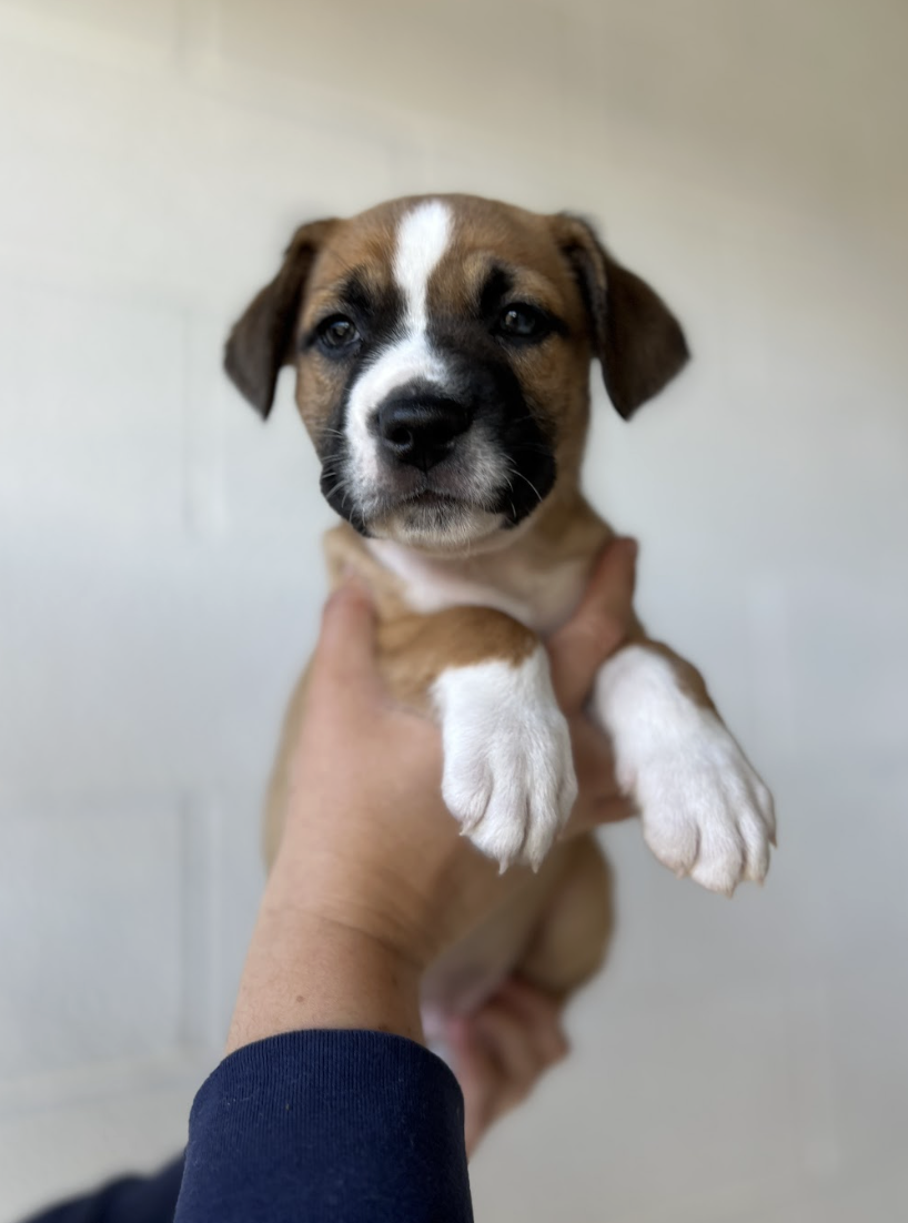 Screenshot 2026-04-01 at 6.02.33 PM.png