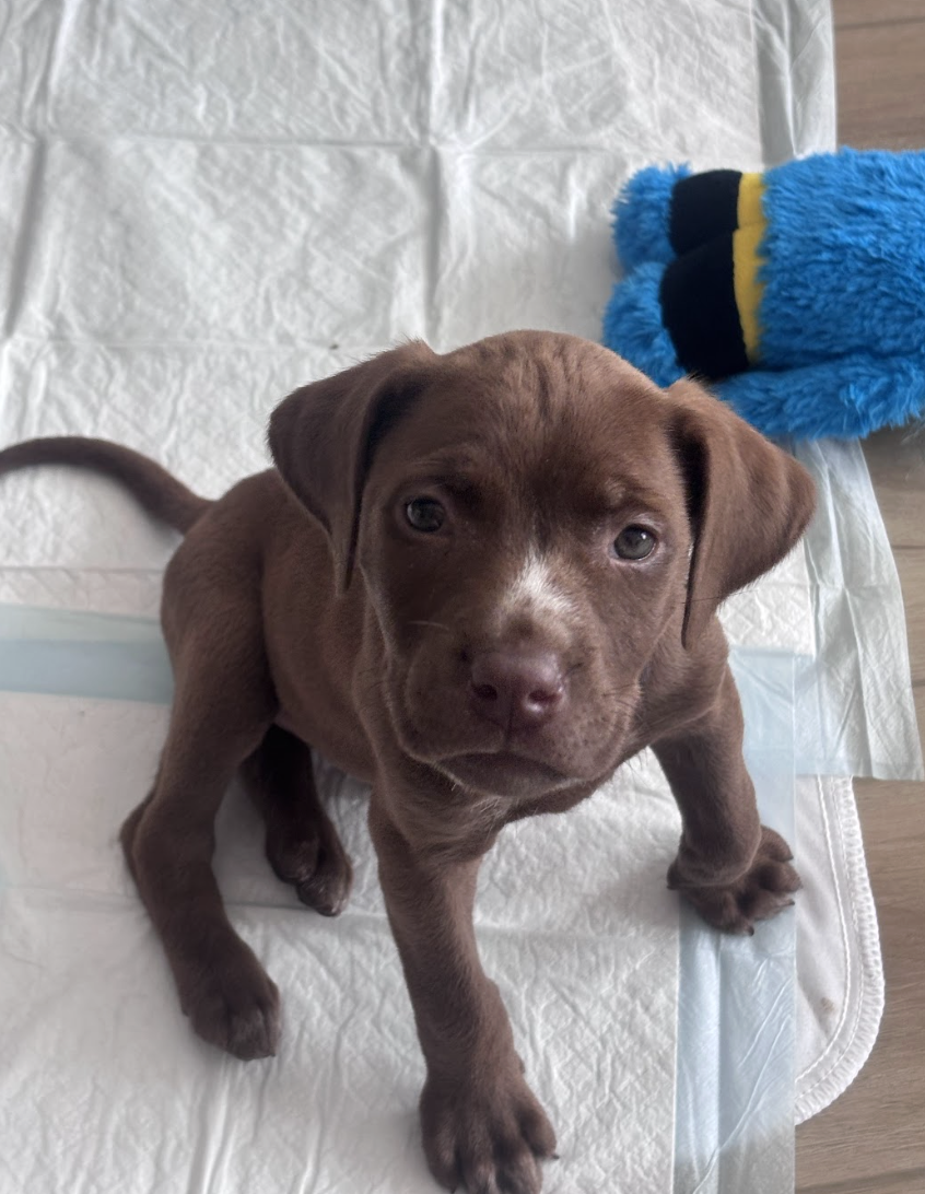 Screenshot 2026-03-26 at 3.13.22 PM.png