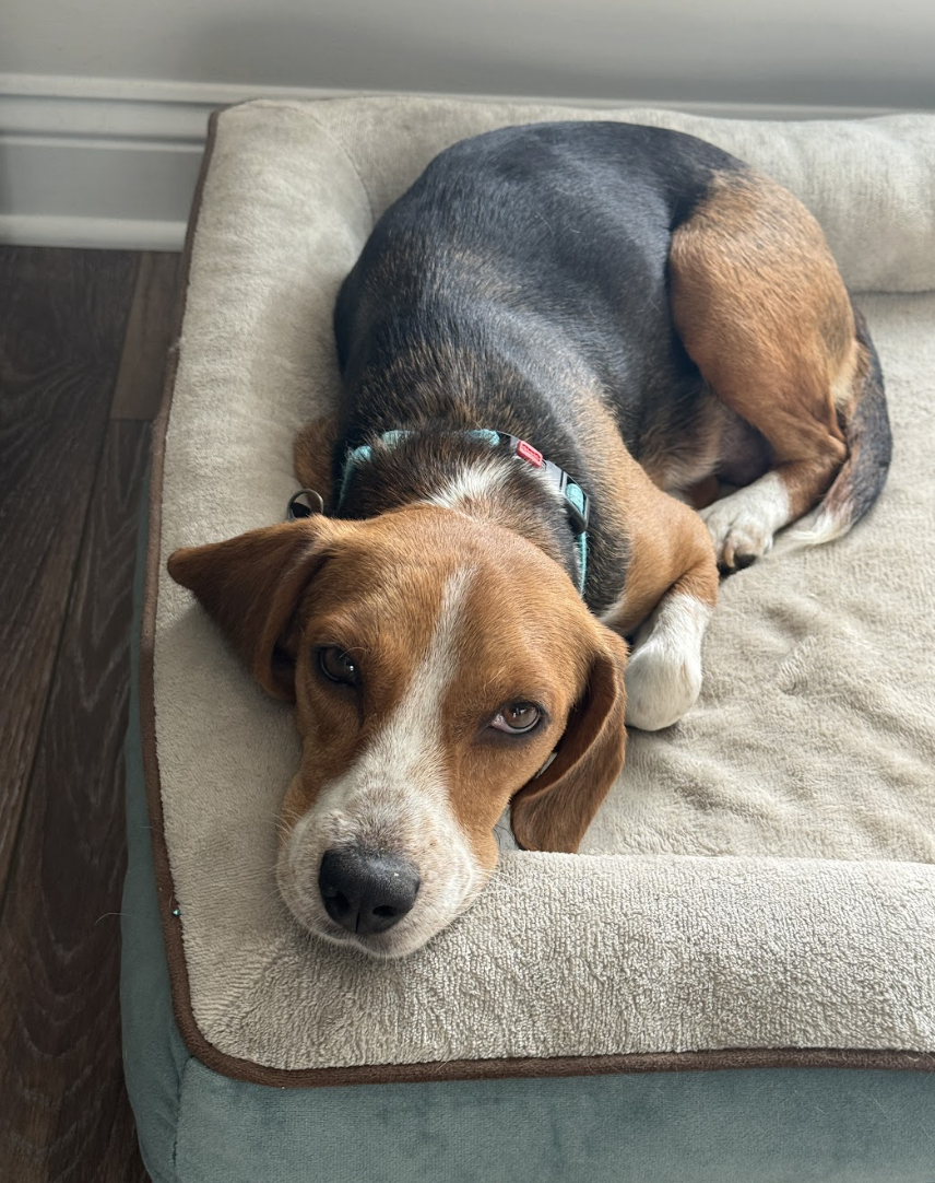 Screenshot 2026-02-21 at 4.33.50 PM.png