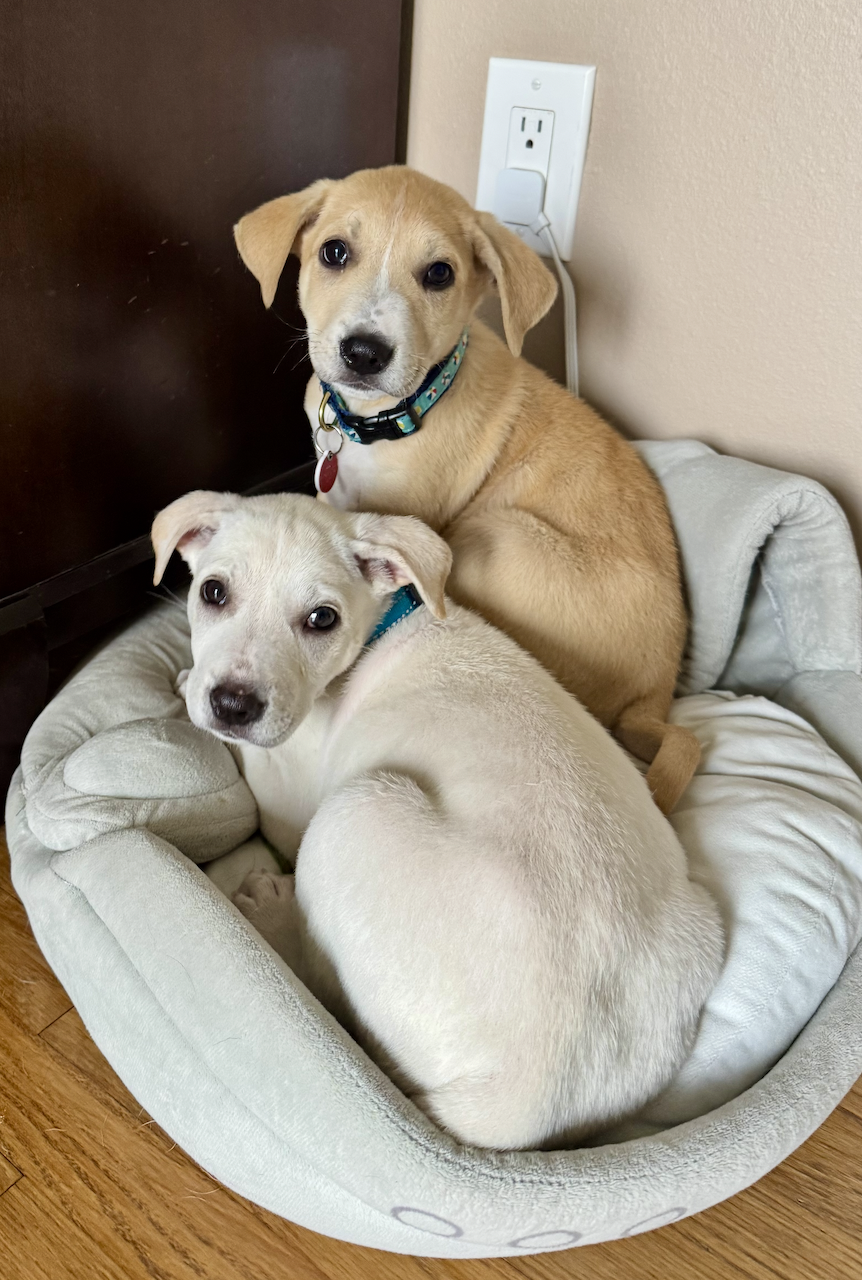 Screenshot 2026-04-11 at 3.02.38 PM.png