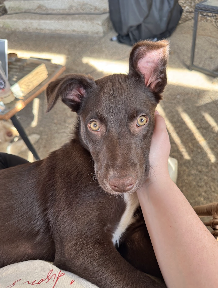 Screenshot 2026-04-03 at 1.29.56 PM.png