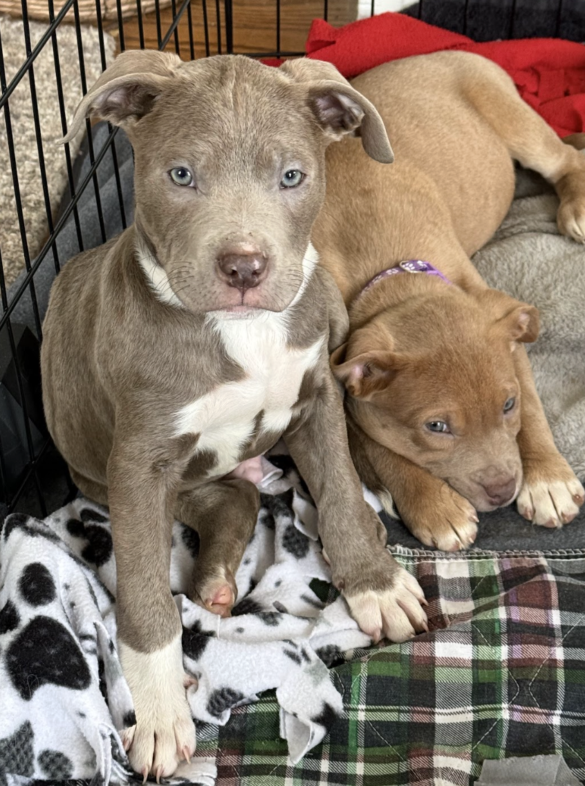 Screenshot 2026-02-06 at 12.02.17 PM.png