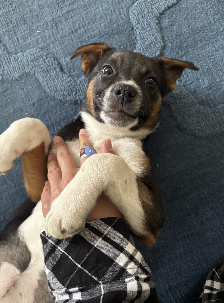 Screenshot 2026-02-27 at 12.53.59 PM.png