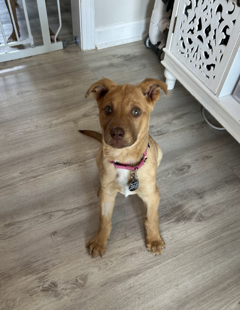 Screenshot 2026-02-13 at 1.19.13 PM.png