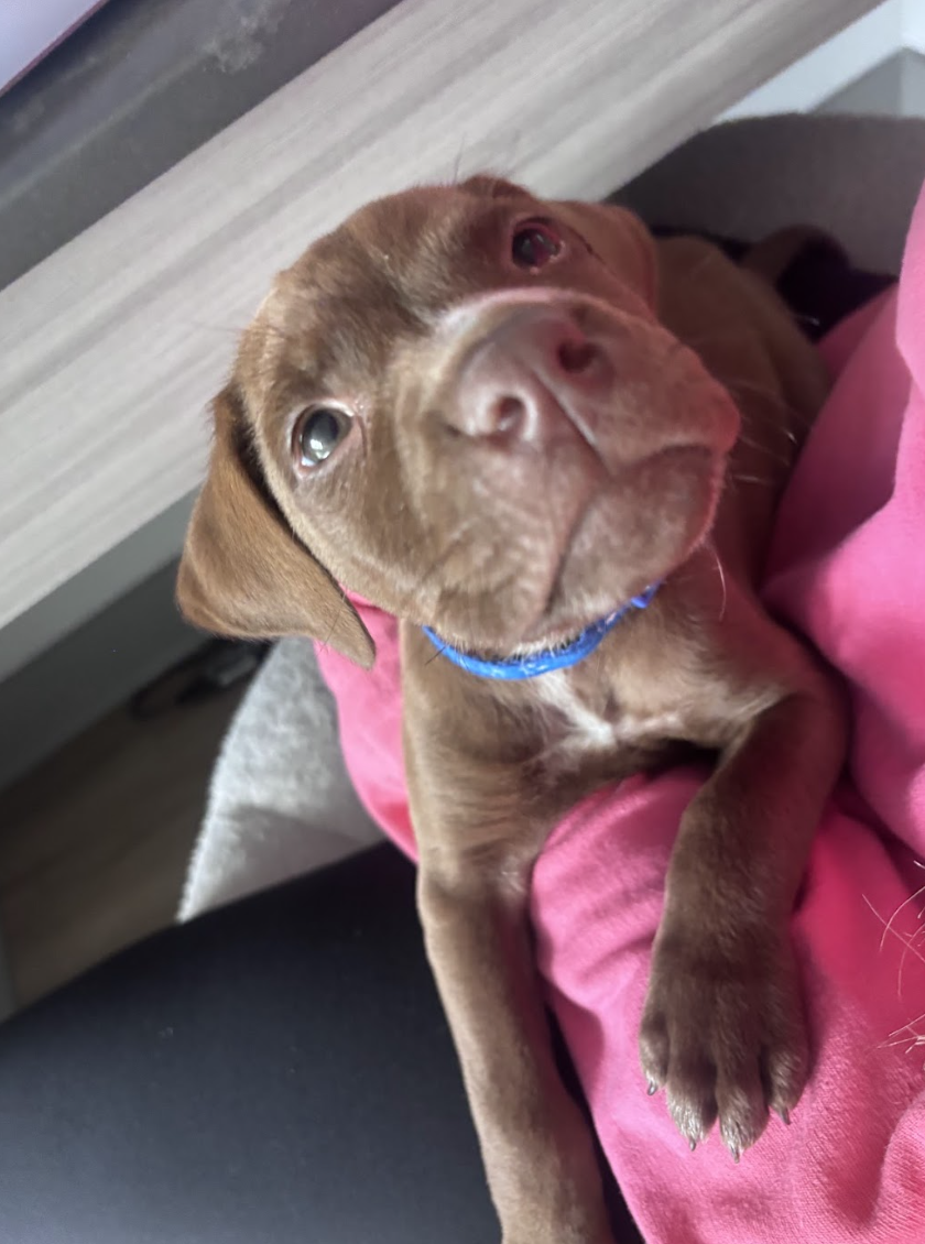 Screenshot 2026-03-26 at 3.13.37 PM.png