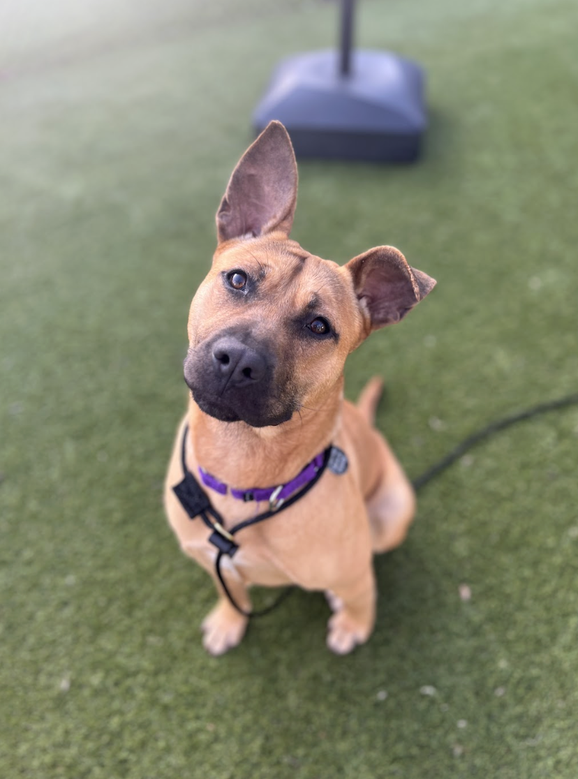 Screenshot 2026-02-12 at 3.20.26 PM.png