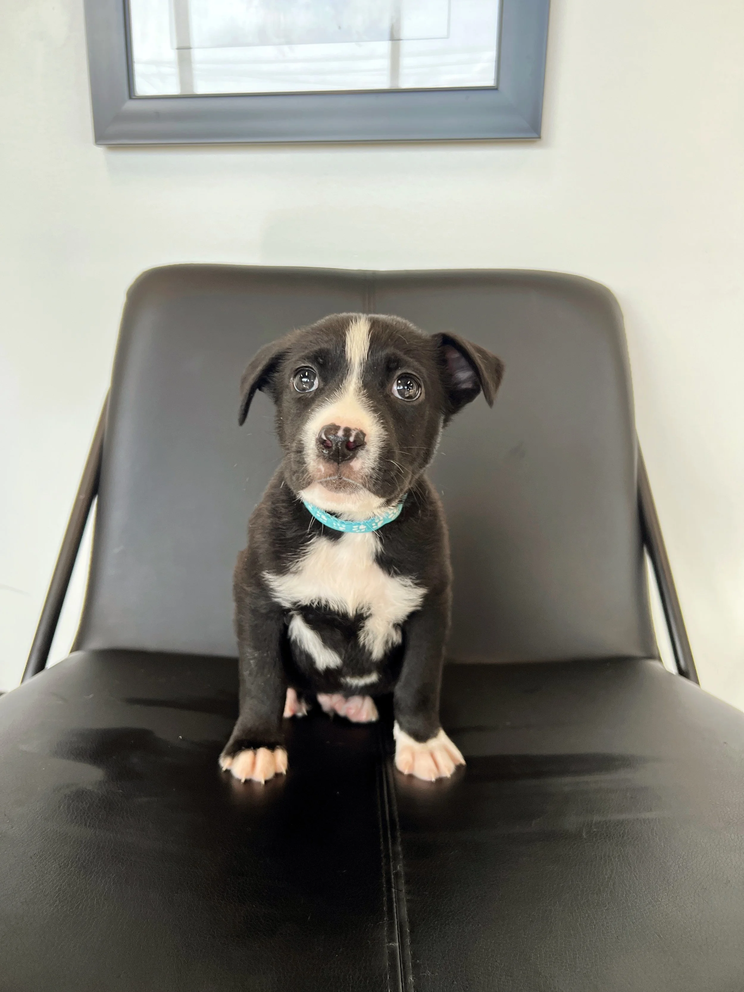 Riesling, the Wine Litter