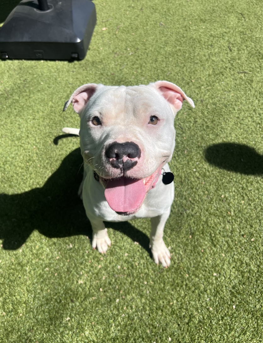 Screenshot 2026-04-23 at 1.39.07 PM.png