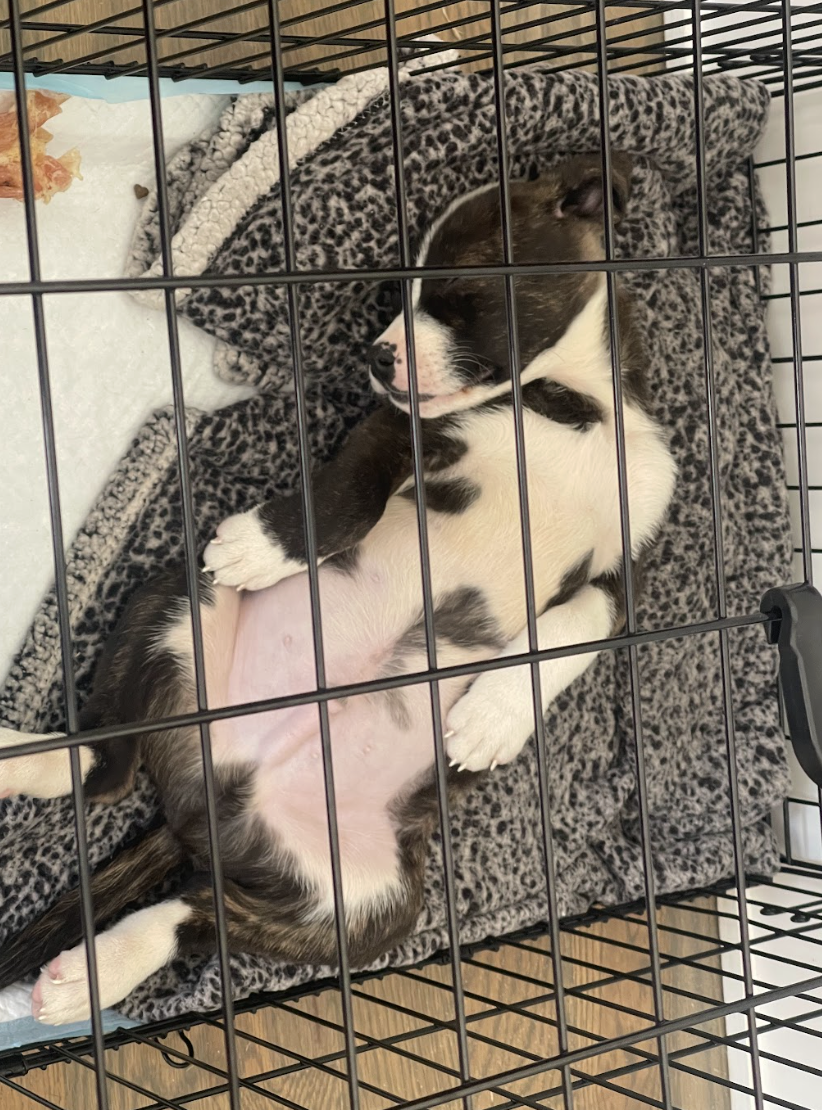 Screenshot 2026-02-05 at 3.05.02 PM.png