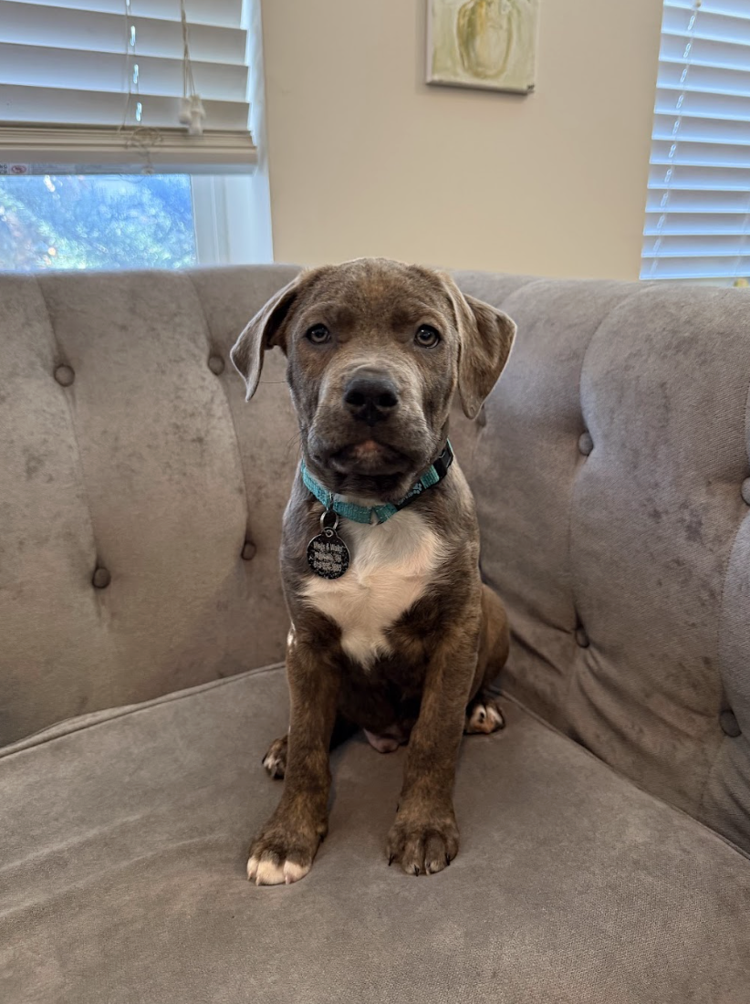 Screenshot 2026-02-20 at 3.55.10 PM.png