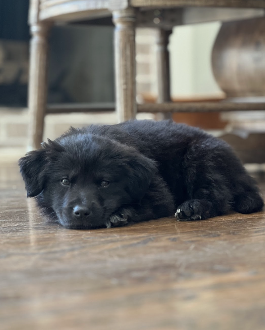 Screenshot 2026-04-16 at 5.00.50 PM.png