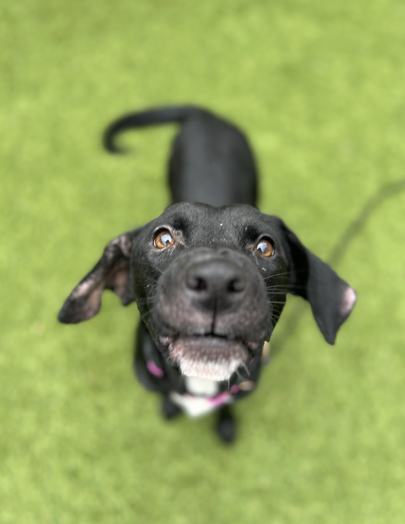 Screenshot 2026-02-05 at 2.29.28 PM.png