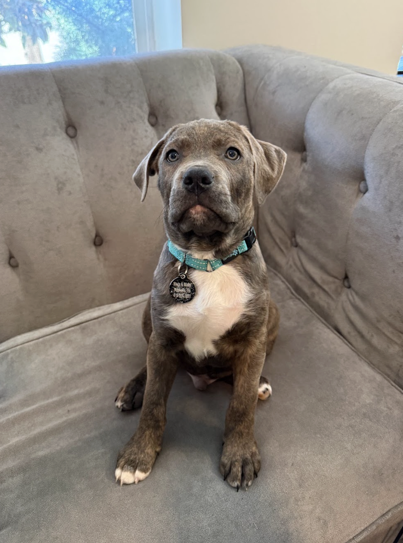 Screenshot 2026-02-20 at 3.55.24 PM.png