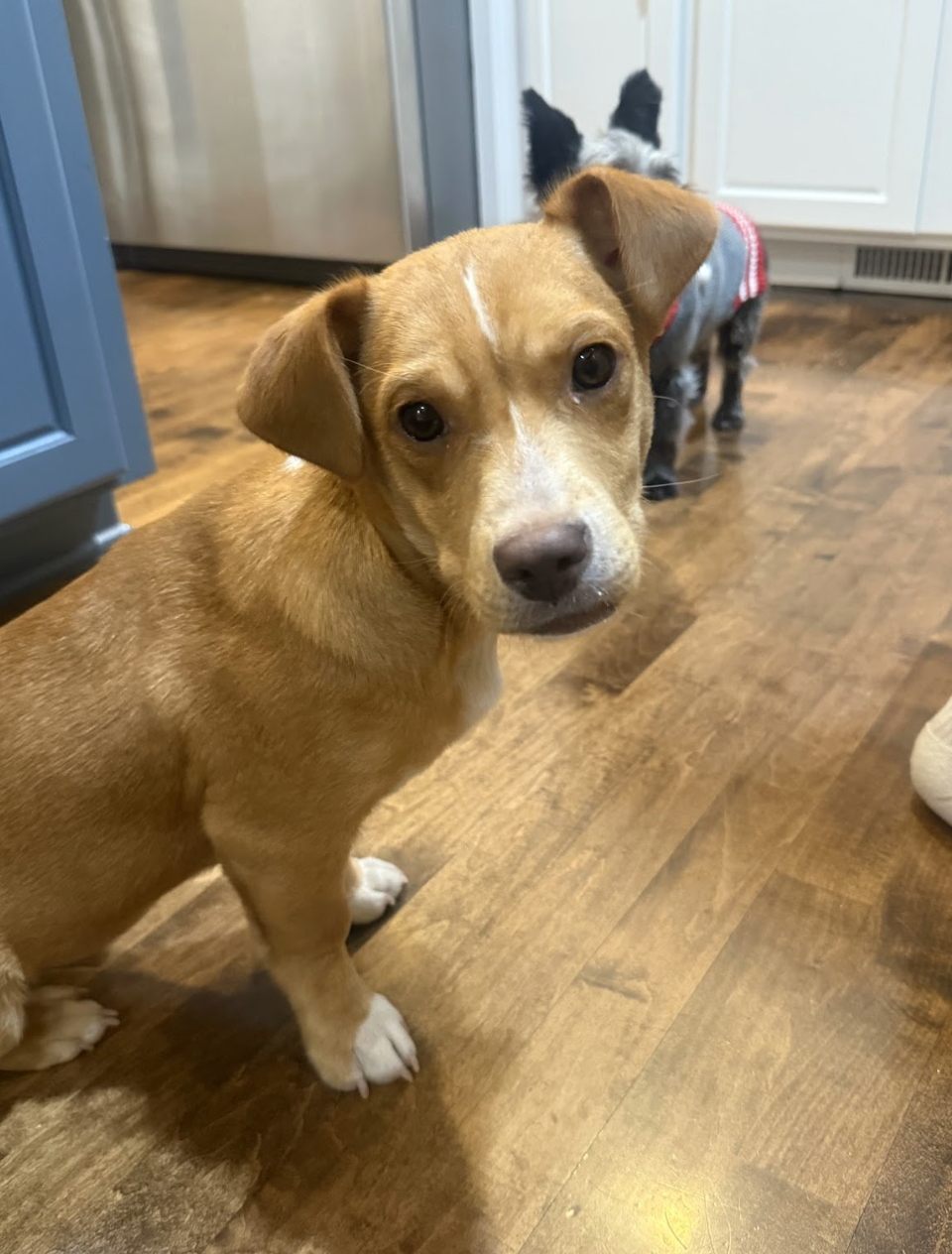 Chimichurri, the Sauce Litter