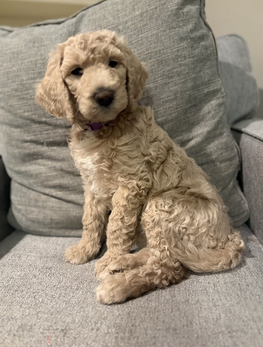 Screenshot 2026-03-03 at 11.49.36 AM.png