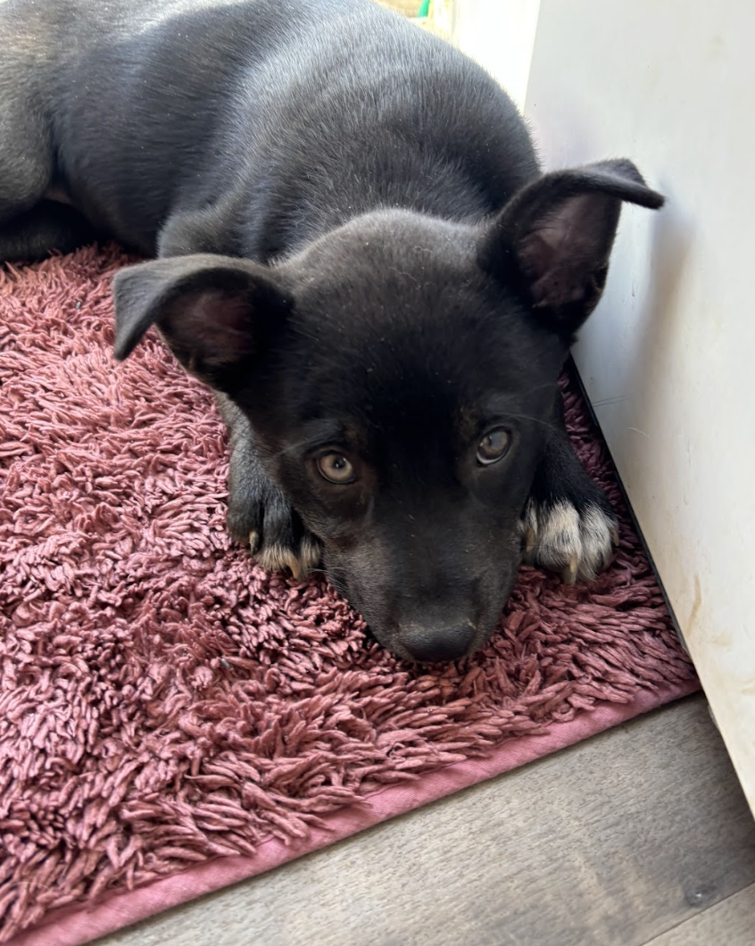 Screenshot 2026-02-20 at 12.23.10 PM.png