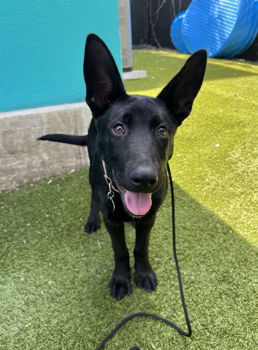 Screenshot 2026-04-09 at 6.44.46 PM.png