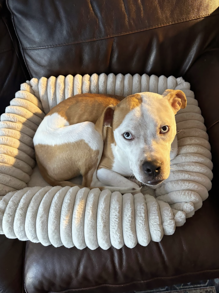 Screenshot 2026-04-22 at 4.20.15 PM.png