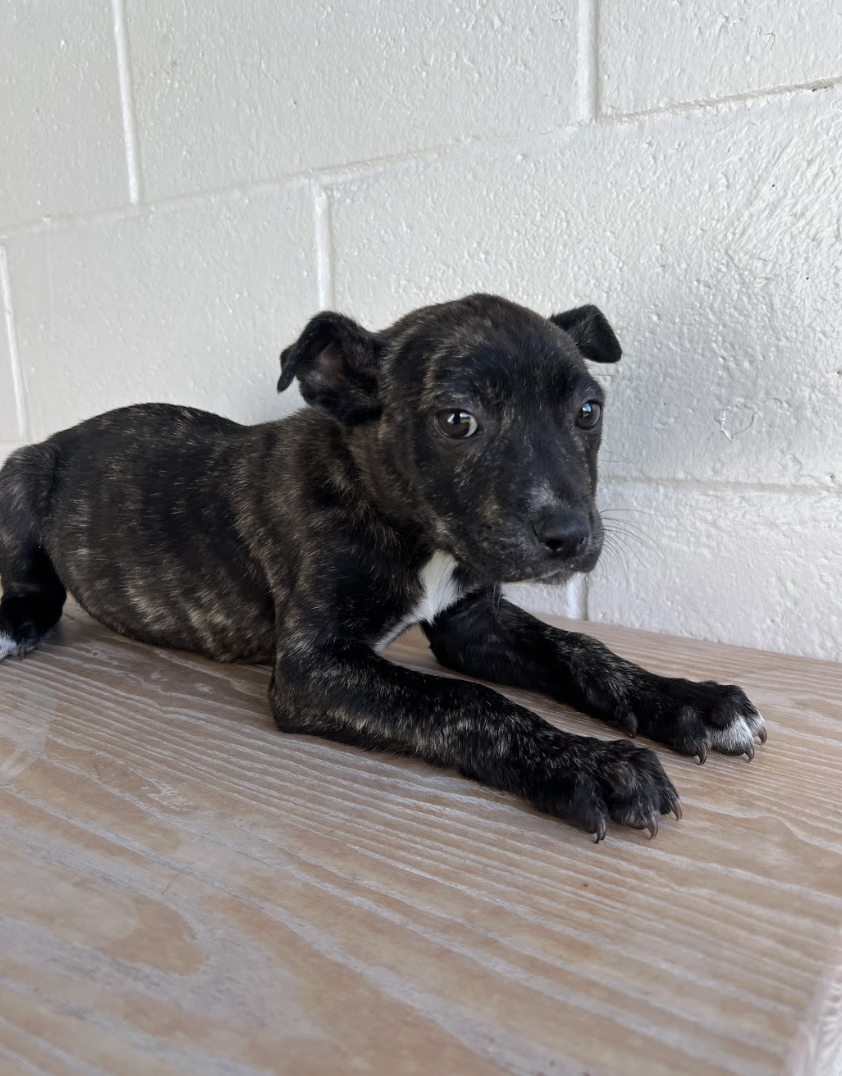 Screenshot 2026-02-12 at 4.42.48 PM.png