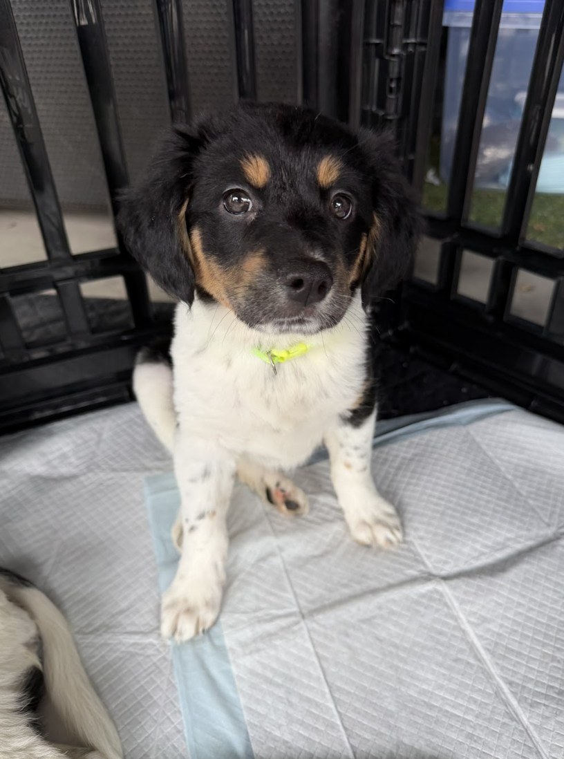 Dazzle, the Disco Litter