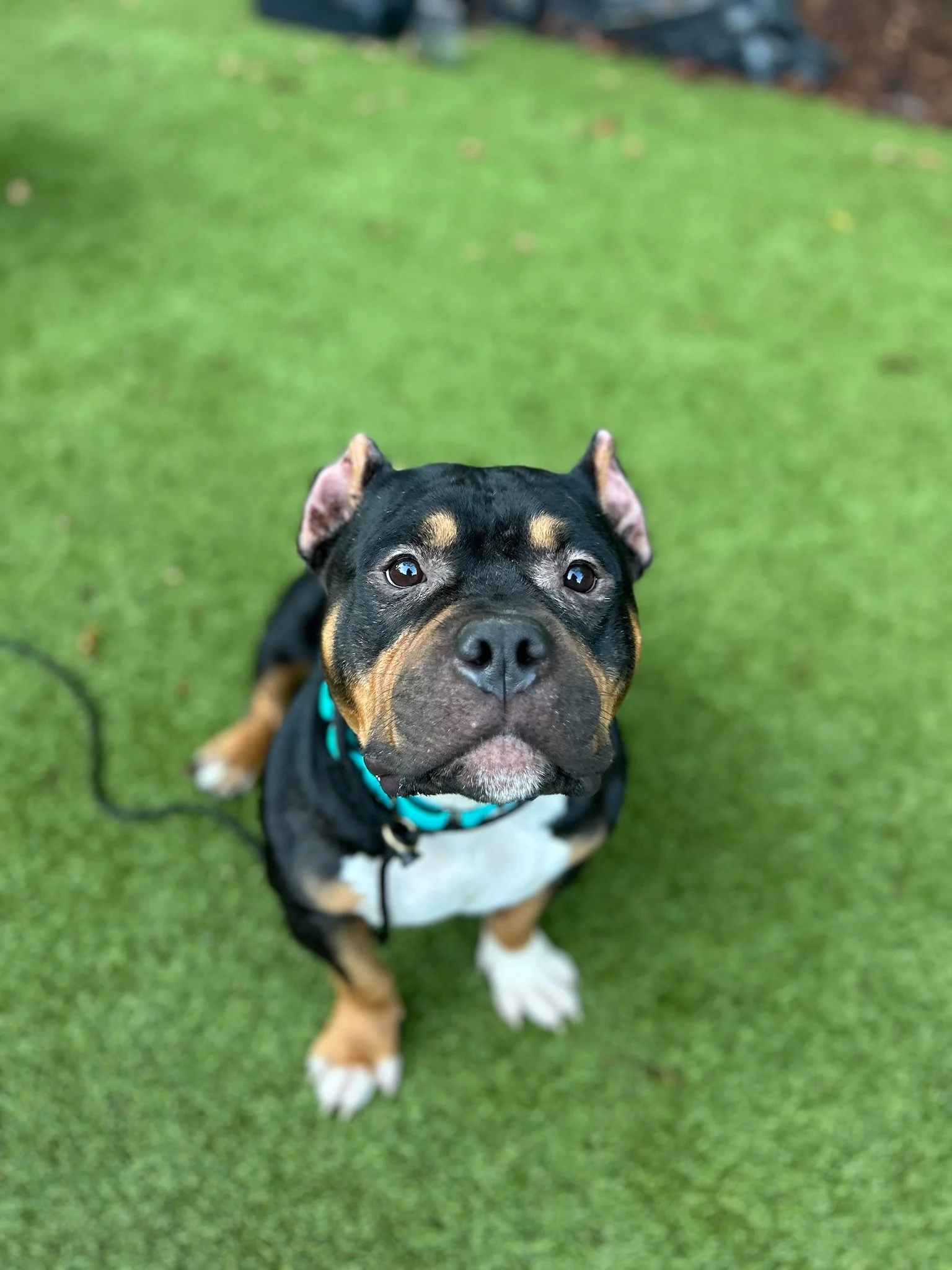 Archie