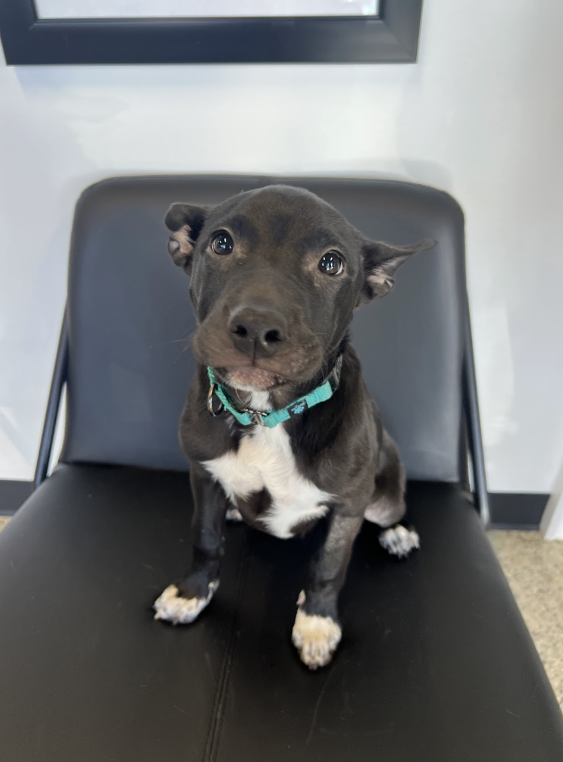 Screenshot 2026-02-20 at 2.50.38 PM.png