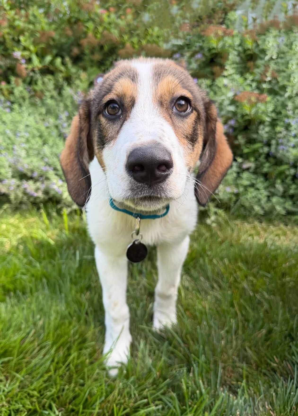 Dottie.jpg