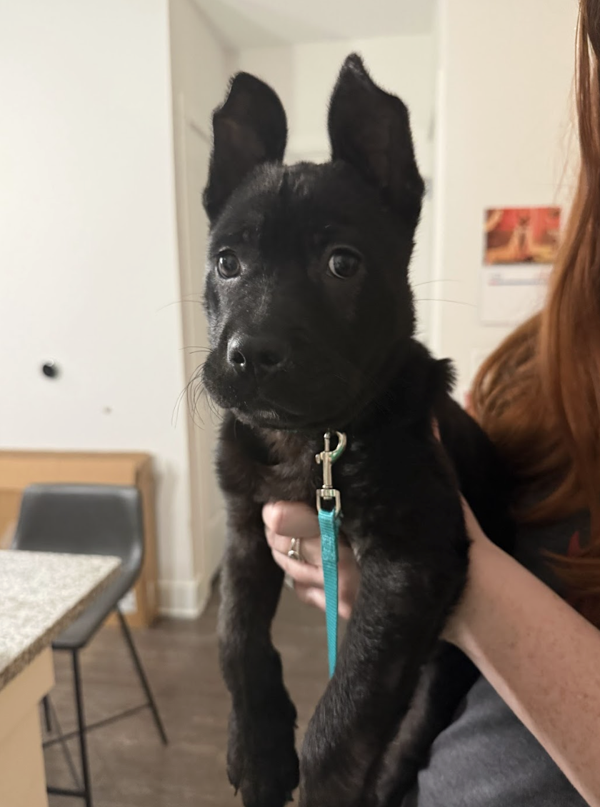 Screenshot 2026-02-20 at 3.43.10 PM.png