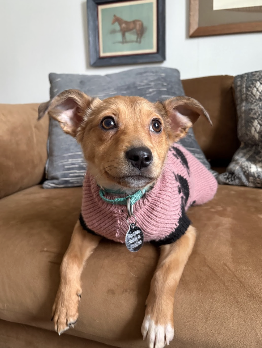 Screenshot 2026-01-24 at 4.32.40 PM.png