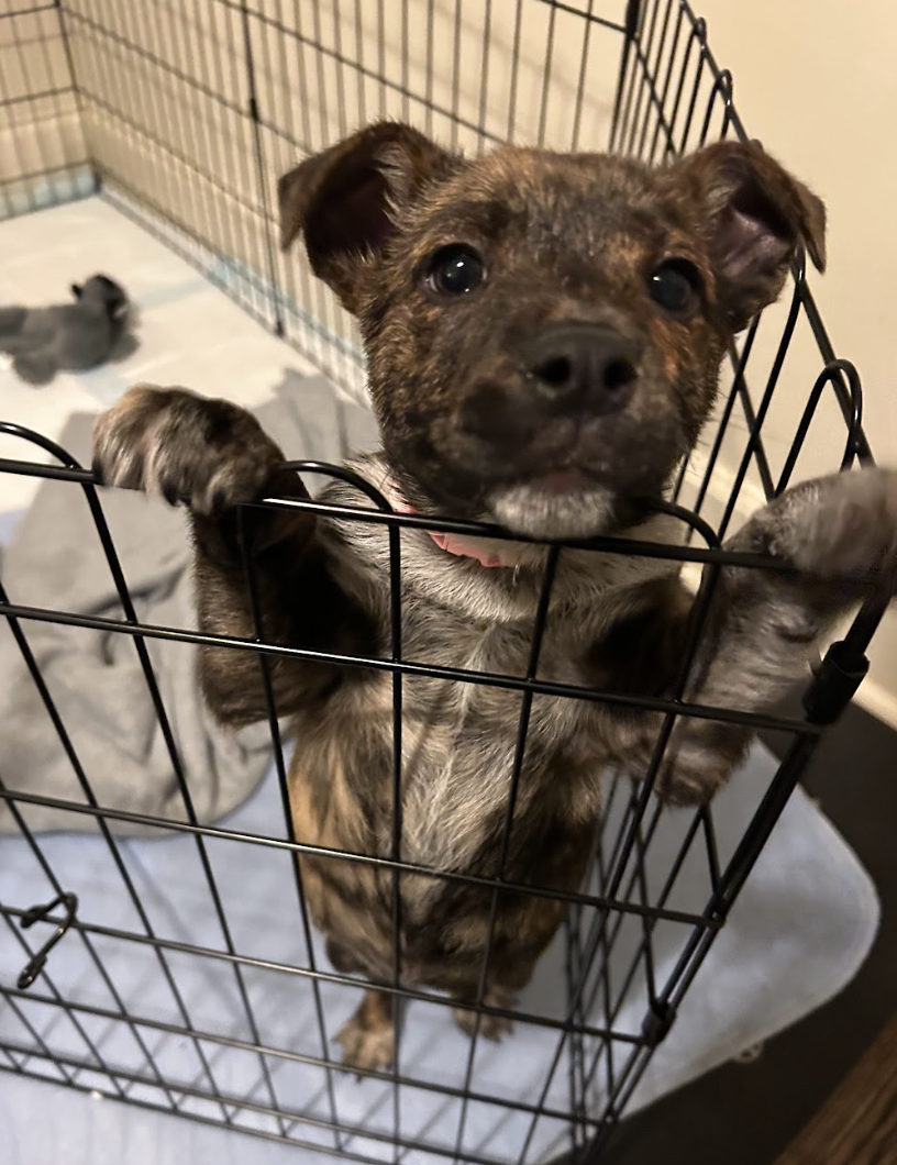 Screenshot 2026-03-12 at 2.53.49 PM.png