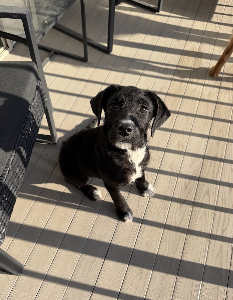 Screenshot 2026-02-27 at 1.01.14 PM.png