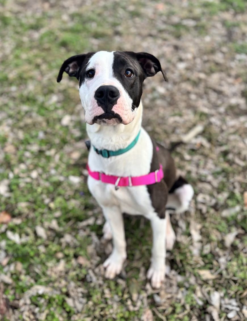 Screenshot 2026-04-21 at 5.31.32 PM.png